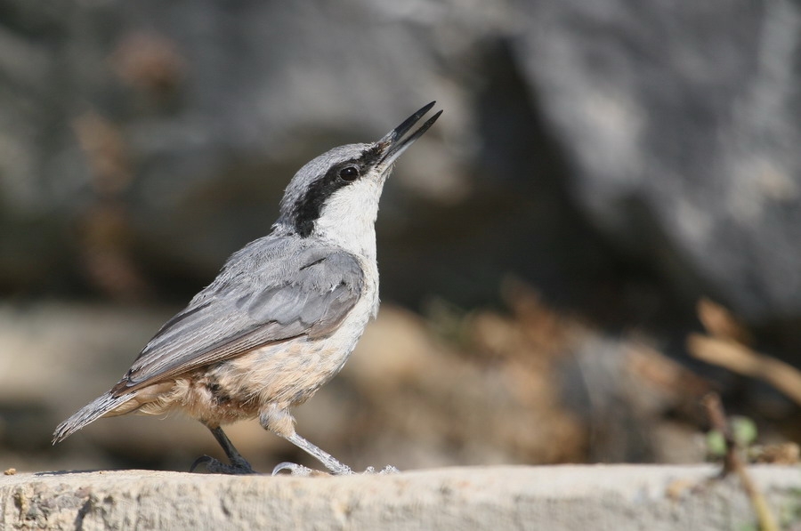 Western Rock Nuthatch