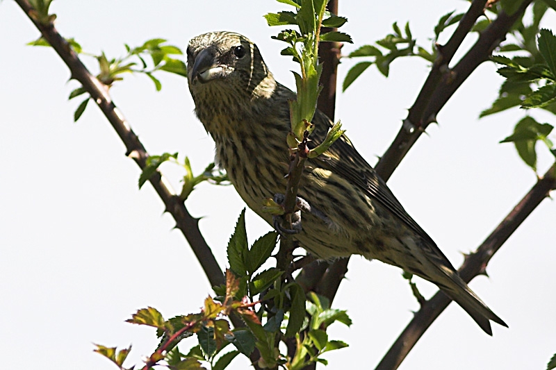 Red Crossbill