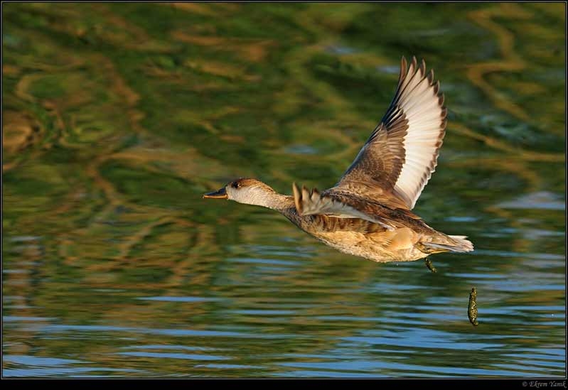 Red-crested Pochard