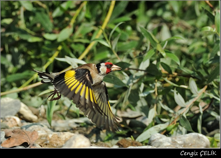 European Goldfinch
