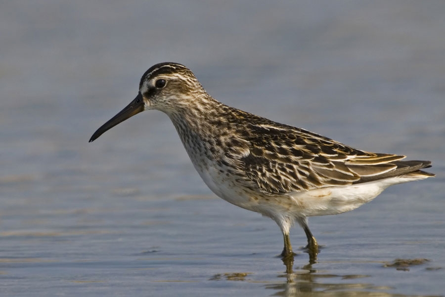 Broad-billed Sandpiper