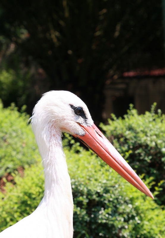White Stork