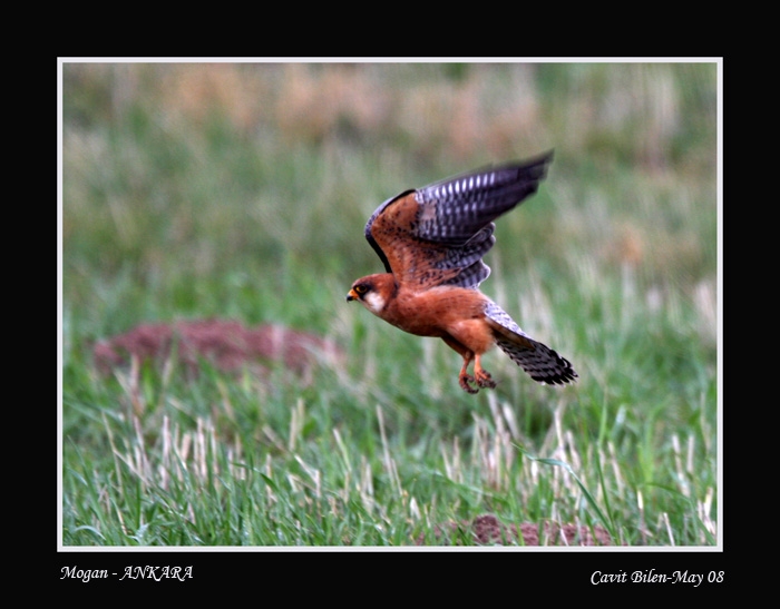 Red-footed Falcon