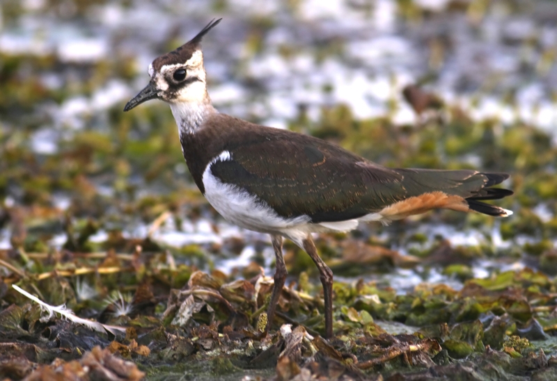 Northern Lapwing