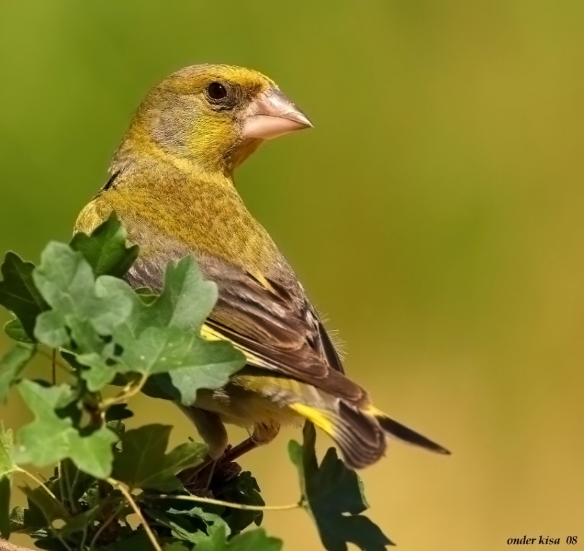 European Greenfinch