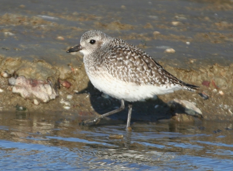 Grey Plover