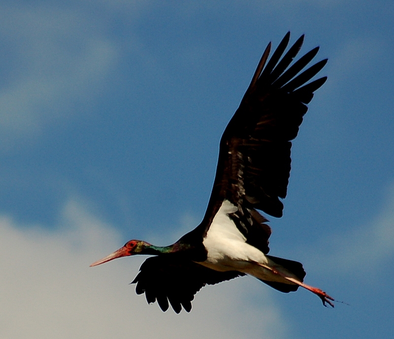 Black Stork