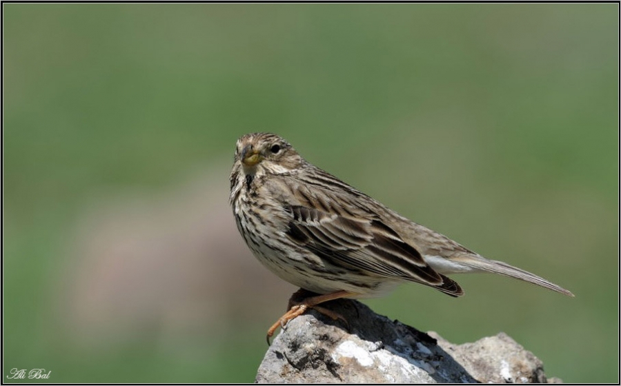 Corn Bunting