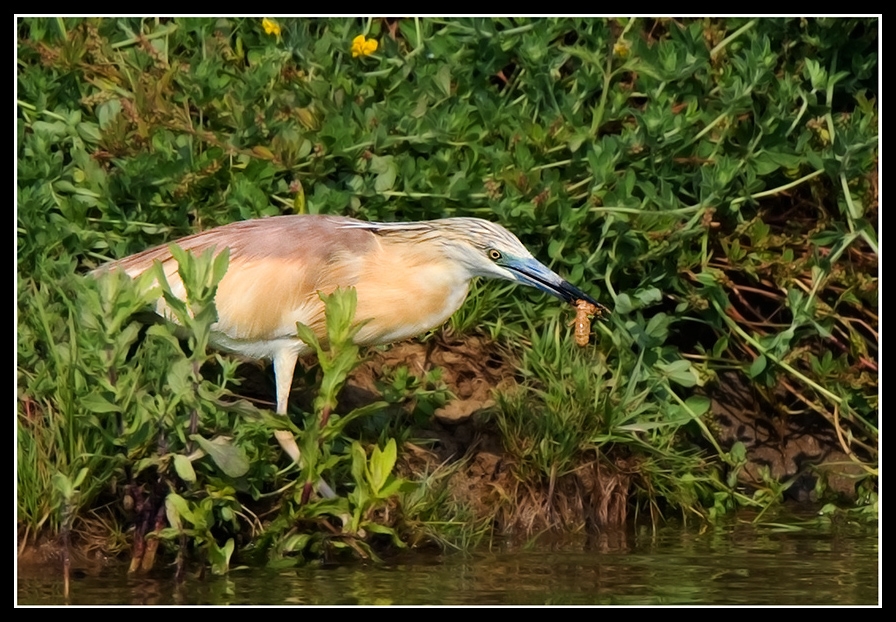 Squacco Heron