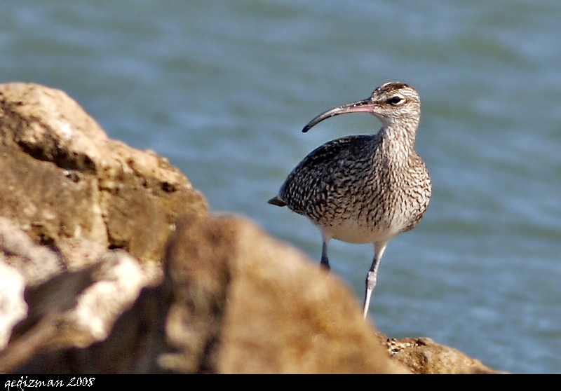 Eurasian Whimbrel