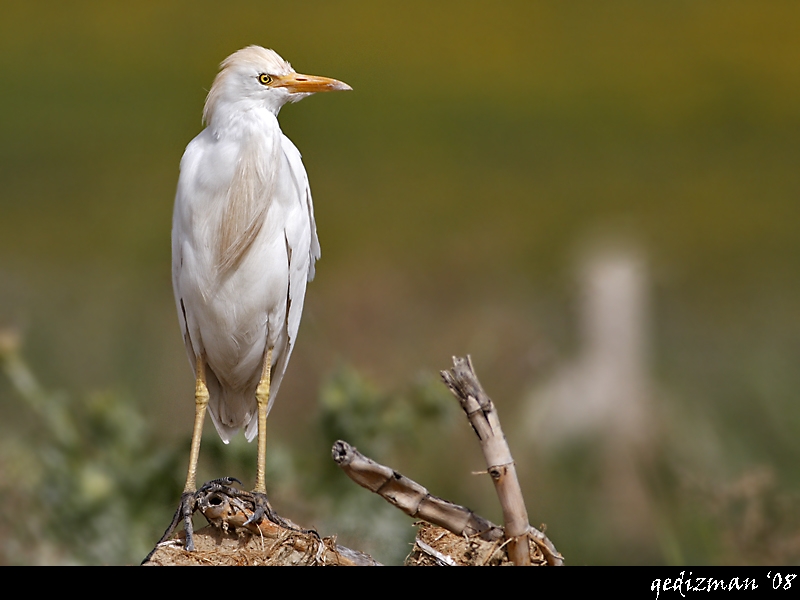 Western Cattle Egret