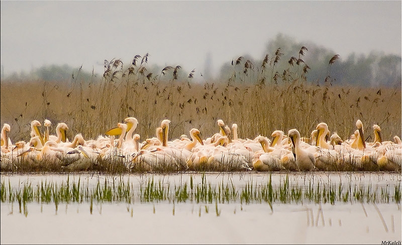 Great White Pelican