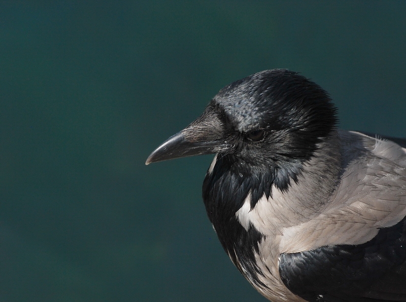 Hooded Crow