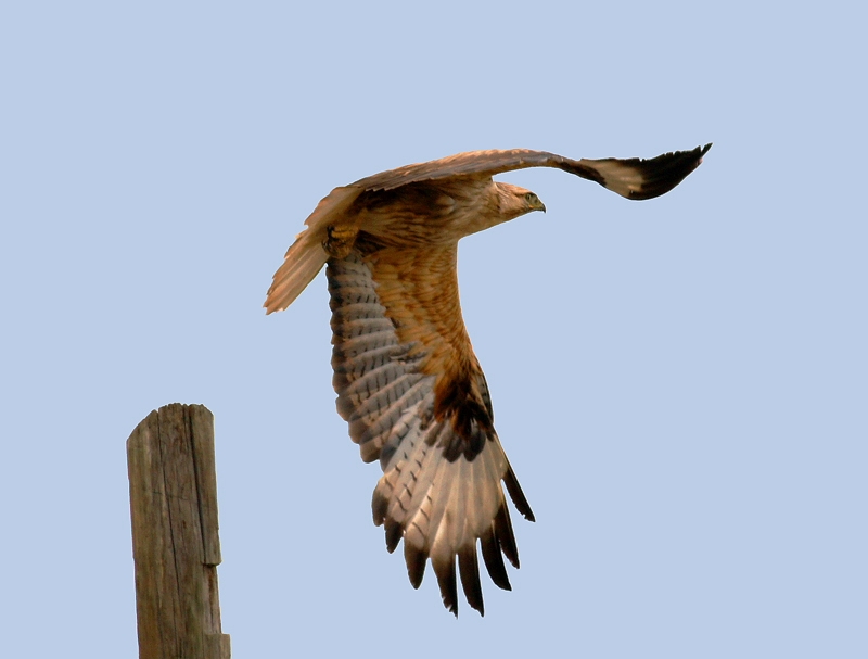 Long-legged Buzzard