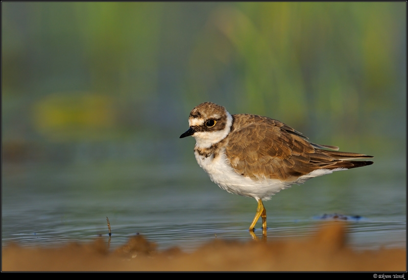 Little Ringed Plover