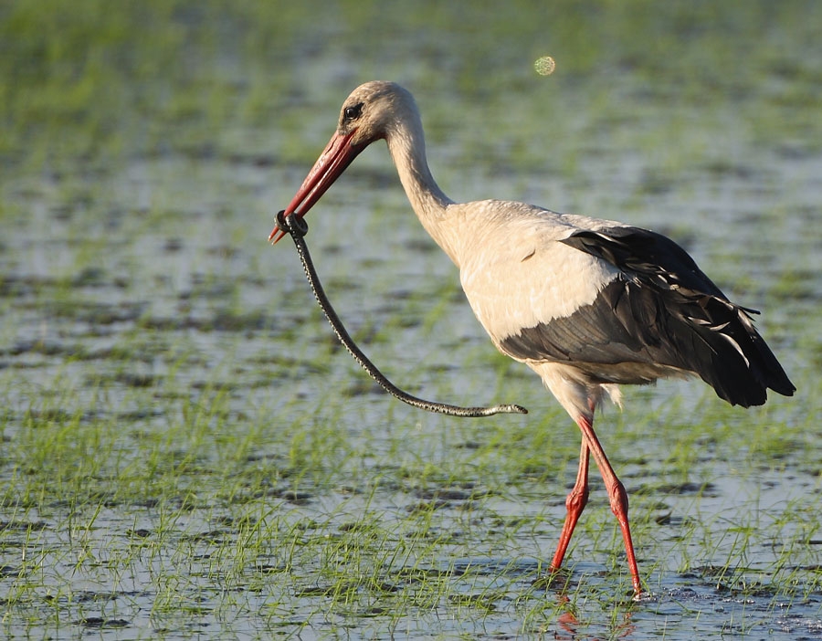 White Stork
