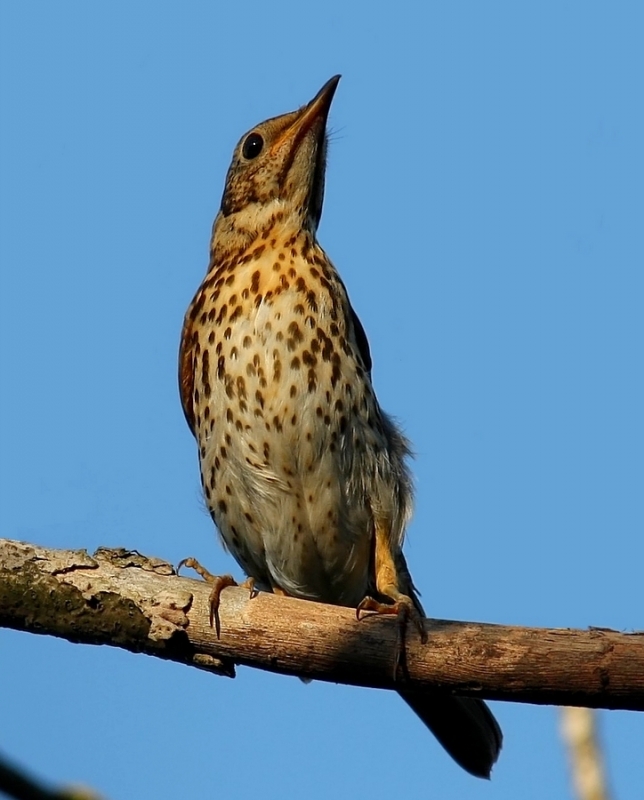 Song Thrush