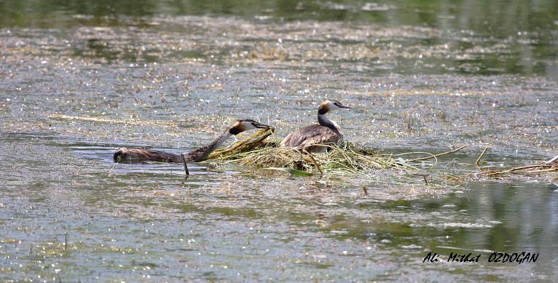 Great Crested Grebe