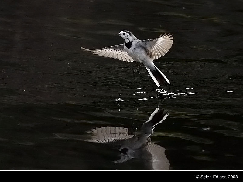 White Wagtail