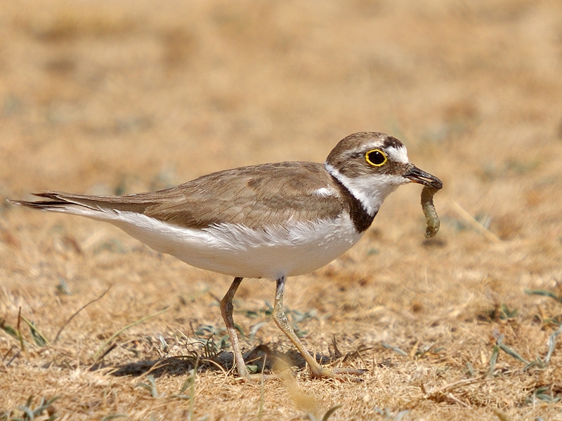 Little Ringed Plover