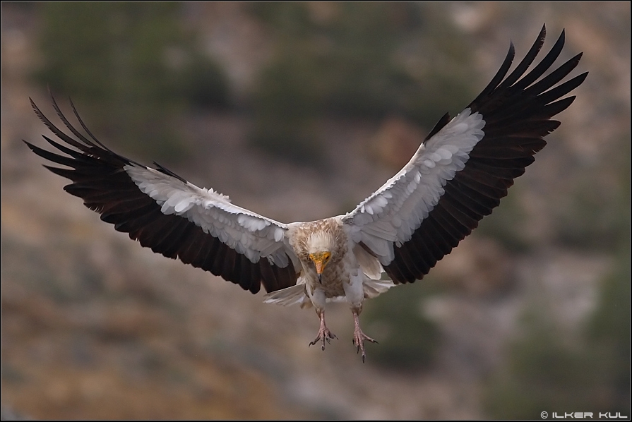 Egyptian Vulture