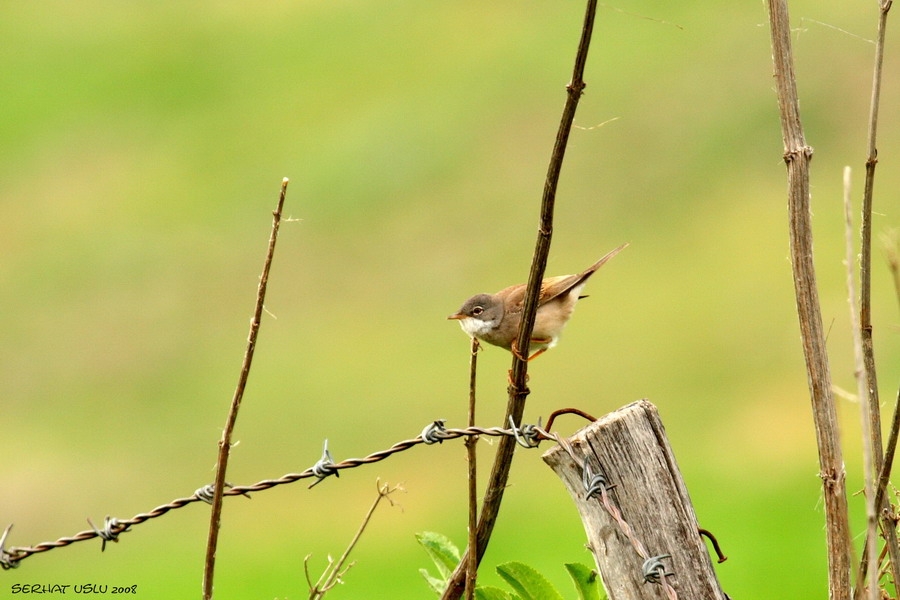Common Whitethroat