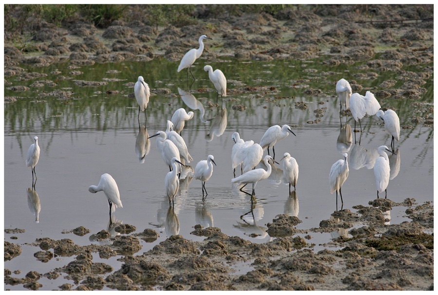 Little Egret