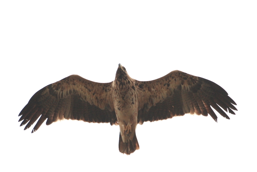 Küçük Kartal