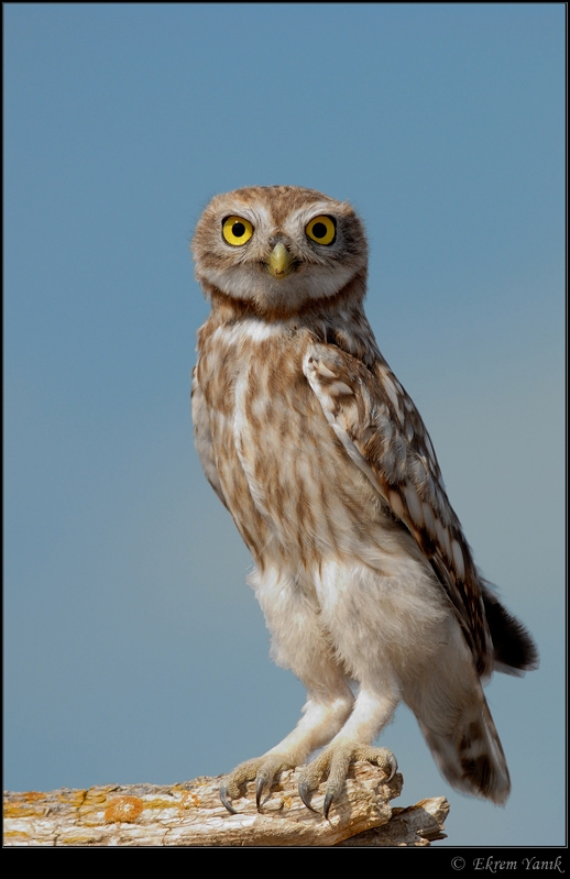 Little Owl