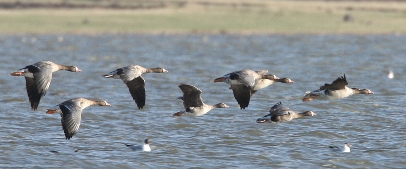 Greater White-fronted Goose