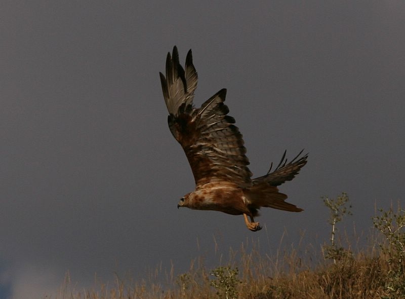 Long-legged Buzzard