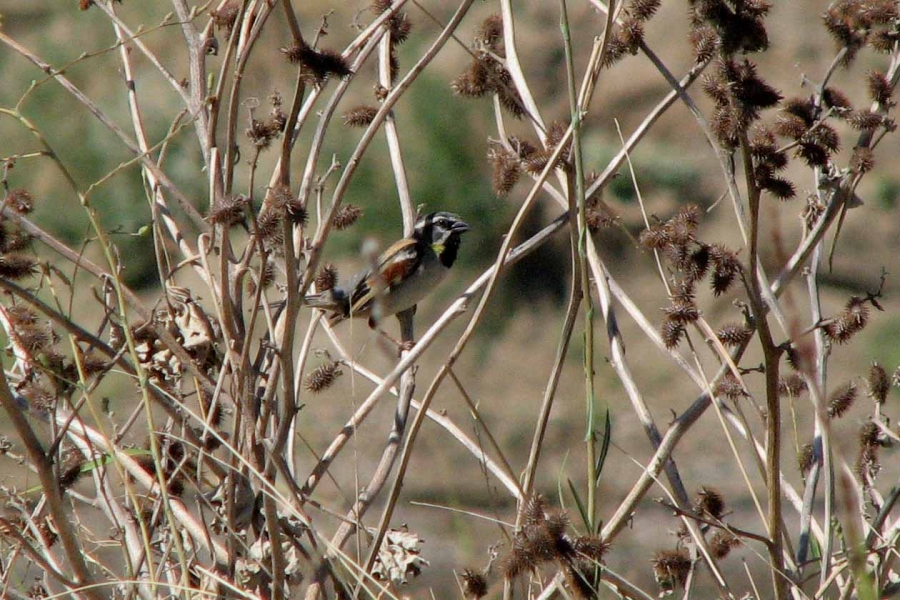 Dead Sea Sparrow