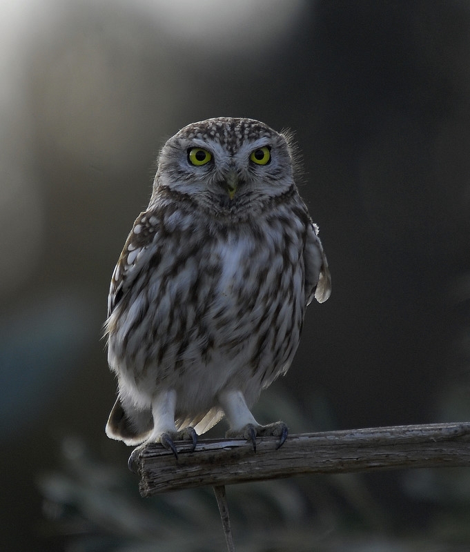 Little Owl