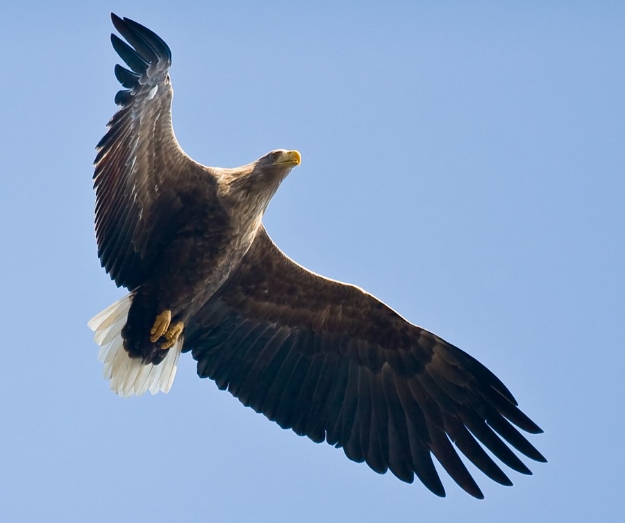 White-tailed Eagle