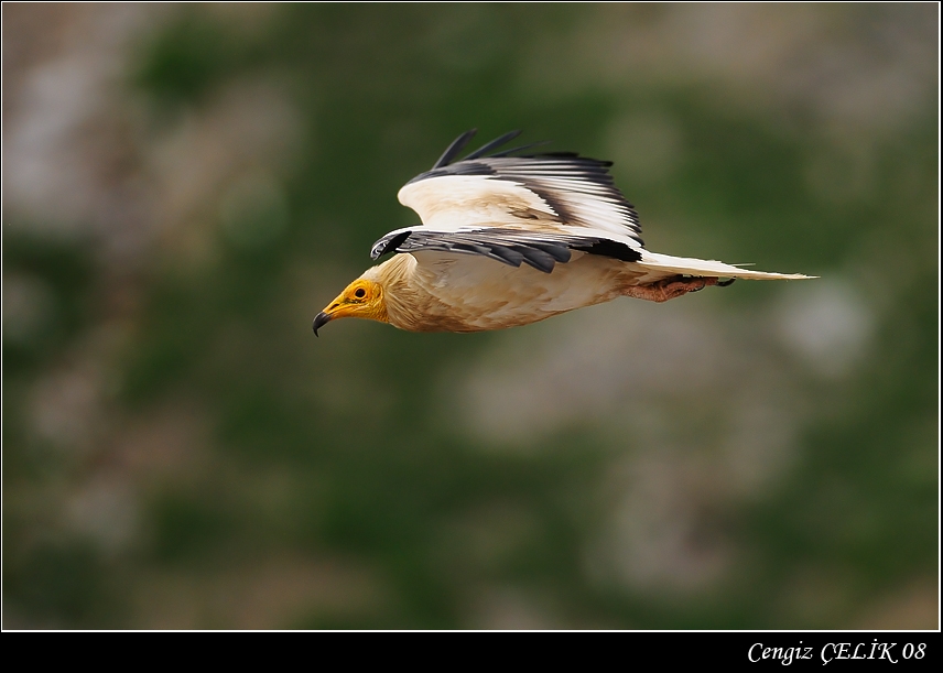 Küçük Akbaba