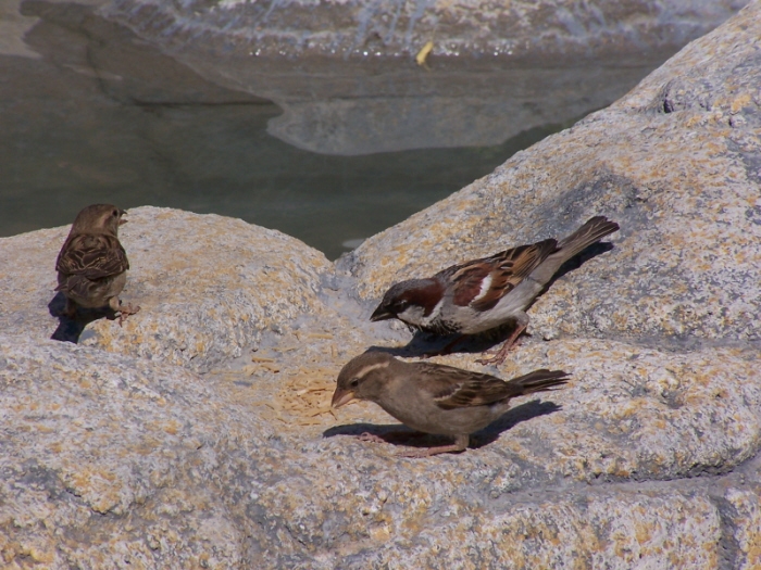 House Sparrow