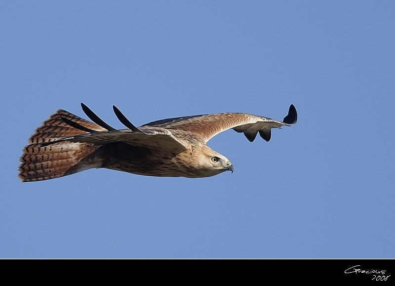 Long-legged Buzzard