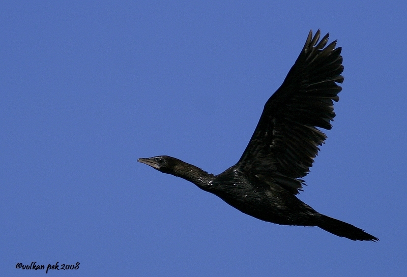 Pygmy Cormorant