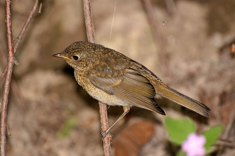 European Robin