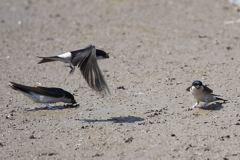 Western House Martin