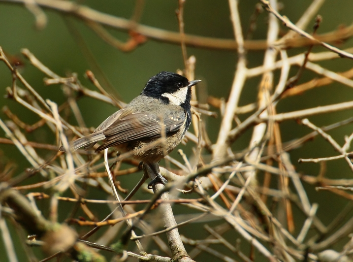 Coal Tit