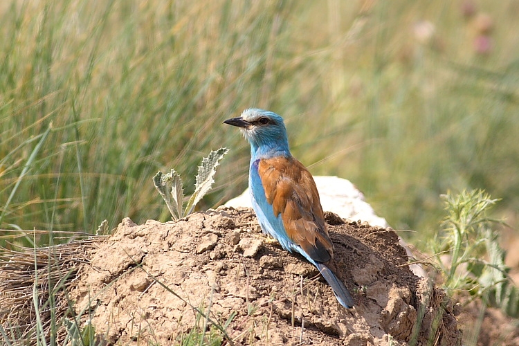 European Roller
