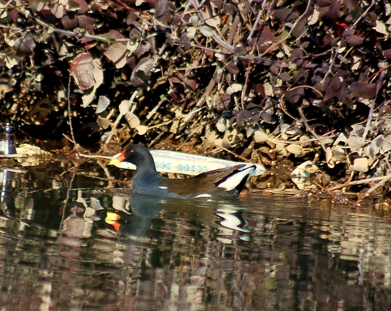 Common Moorhen