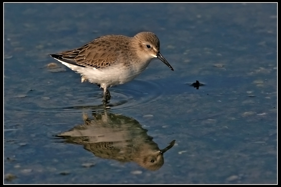 Little Stint