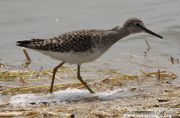 Green Sandpiper