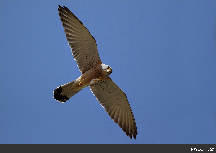 Lesser Kestrel