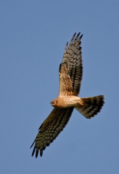 Montagu`s Harrier