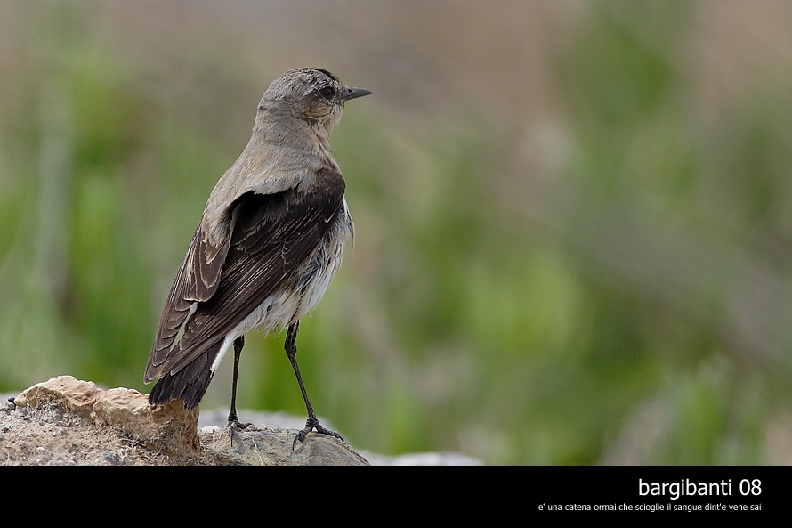 Northern Wheatear