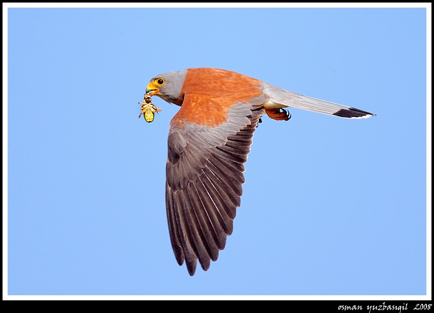 Lesser Kestrel