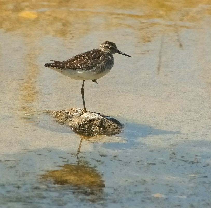 Wood Sandpiper